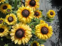 Rudbeckia hirta (Třapatka srstnatá 'Rudy Double Yellow Lemon')