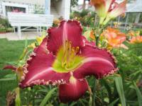 Hemerocallis (Denivka 'Substance of Fire')