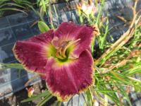 Hemerocallis (Denivka 'Indigo Ruffles')
