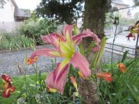 Hemerocallis (Denivka 'Ocean Spirit')