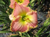 Hemerocallis (Denivka 'Greenway')