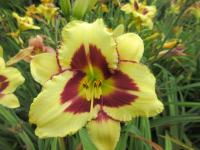 Hemerocallis (Denivka 'El Desperado')