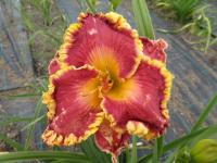 Hemerocallis (Denivka 'Castle Rock')