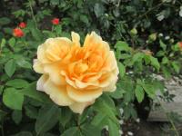 Rosa (Růže 'Sonnenwelt' - Mnohokvěté růže)