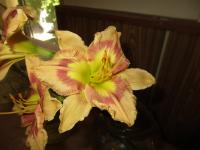 Hemerocallis (Denivka 'Morning Comes Electric')