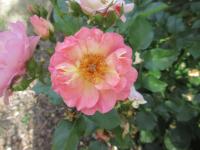 Rosa (Růže 'Kalevala' - Mnohokvěté růže)