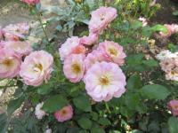 Rosa (Růže 'Kalevala' - Mnohokvěté růže)