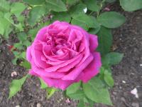 Rosa (Růže 'Dr Karel Kramář' - Velkokvěté růže)