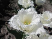 Tulipa (Tulipán 'Honeymoon' - Třepenité tulipány)