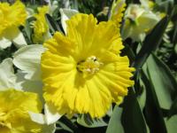 Narcissus (Narcis 'Dinnerplate' - Velkokorunné narcisy)