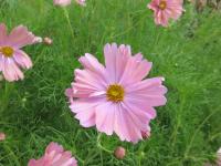 Cosmos bipinnatus (Krásenka zpeřená 'Apricotta')