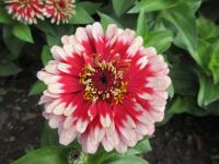 Zinnia elegans (Ostálka sličná 'Swizzle Cherry White')