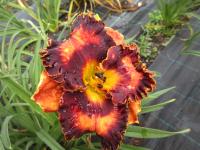 Hemerocallis (Denivka 'Haunted')