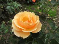 Rosa (Růže 'Chaterine' - Mnohokvěté růže)