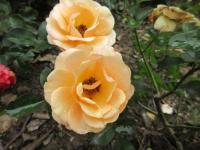 Rosa (Růže 'Chaterine' - Mnohokvěté růže)