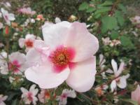 Rosa (Růže 'Smiling Eyes' - Mnohokvěté růže)
