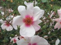 Rosa (Růže 'Smiling Eyes' - Mnohokvěté růže)