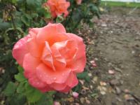 Rosa (Růže 'Christophe Colomb, Cl' - Velkokvěté růže)