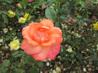 Rosa (Růže 'Christophe Colomb, Cl' - Velkokvěté růže)