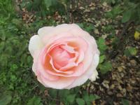 Rosa (Růže 'Souvenir de Baden-Baden' - Velkokvěté růže)