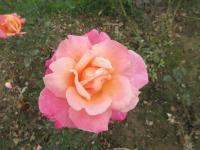 Rosa (Růže 'Prezident Herbert Hoover' - Velkokvěté růže)