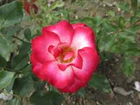 Rosa (Růže 'Loulou de Cacharel' - Mnohokvěté růže)