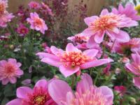 Dahlia coccinea (Jiřinka Maxi Starburst Pink)