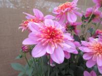 Dahlia coccinea (Jiřinka Maxi Starburst Pink)