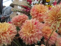 Dahlia (Jiřinka 'Dana Medřická' - Dekorační jiřinky)