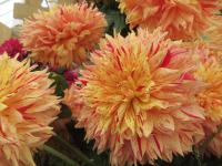 Dahlia (Jiřinka 'Dana Medřická' - Dekorační jiřinky)