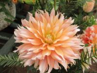Dahlia (Jiřinka 'Apelsini Sniega')