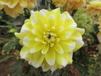Dahlia (Jiřinka 'Bahama Lemon')