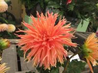 Dahlia (Jiřinka 'Mevr Clement Andreas')