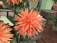 Dahlia (Jiřinka 'Mevr Clement Andreas')