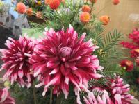 Dahlia (Jiřinka 'Bert Pitt')
