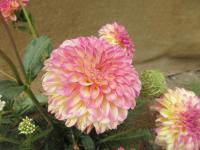 Dahlia (Jiřinka 'Foxy Lady')