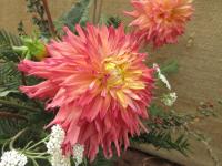 Dahlia (Jiřinka 'Valérie')