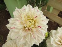 Dahlia (Jiřinka 'Hulins Carnaval')