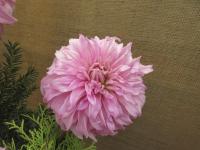Dahlia (Jiřinka 'Vassio Megos')