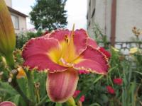 Hemerocallis (Denivka 'Charmed Existence')