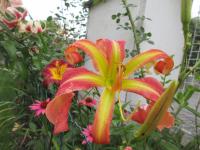 Hemerocallis (Denivka 'Candy Colored Curls')