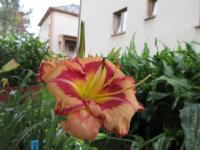 Hemerocallis (Denivka 'Outstanding')