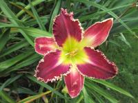 Hemerocallis (Denivka 'Velus Flytrap')