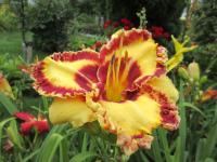 Hemerocallis (Denivka 'Collaboration')
