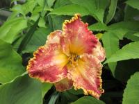 Hemerocallis (Denivka 'Spacecoast Cranberry Kid')