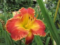 Hemerocallis (Denivka 'Martian Tornado')