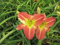 Hemerocallis (Denivka 'Panic in Detroit')