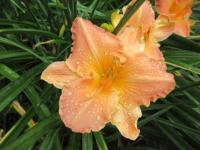 Hemerocallis (Denivka 'Thirty Seconds Over Tokyo')