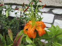 Lilium henryi (Lilie Henryova)