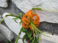Lilium henryi (Lilie Henryova)